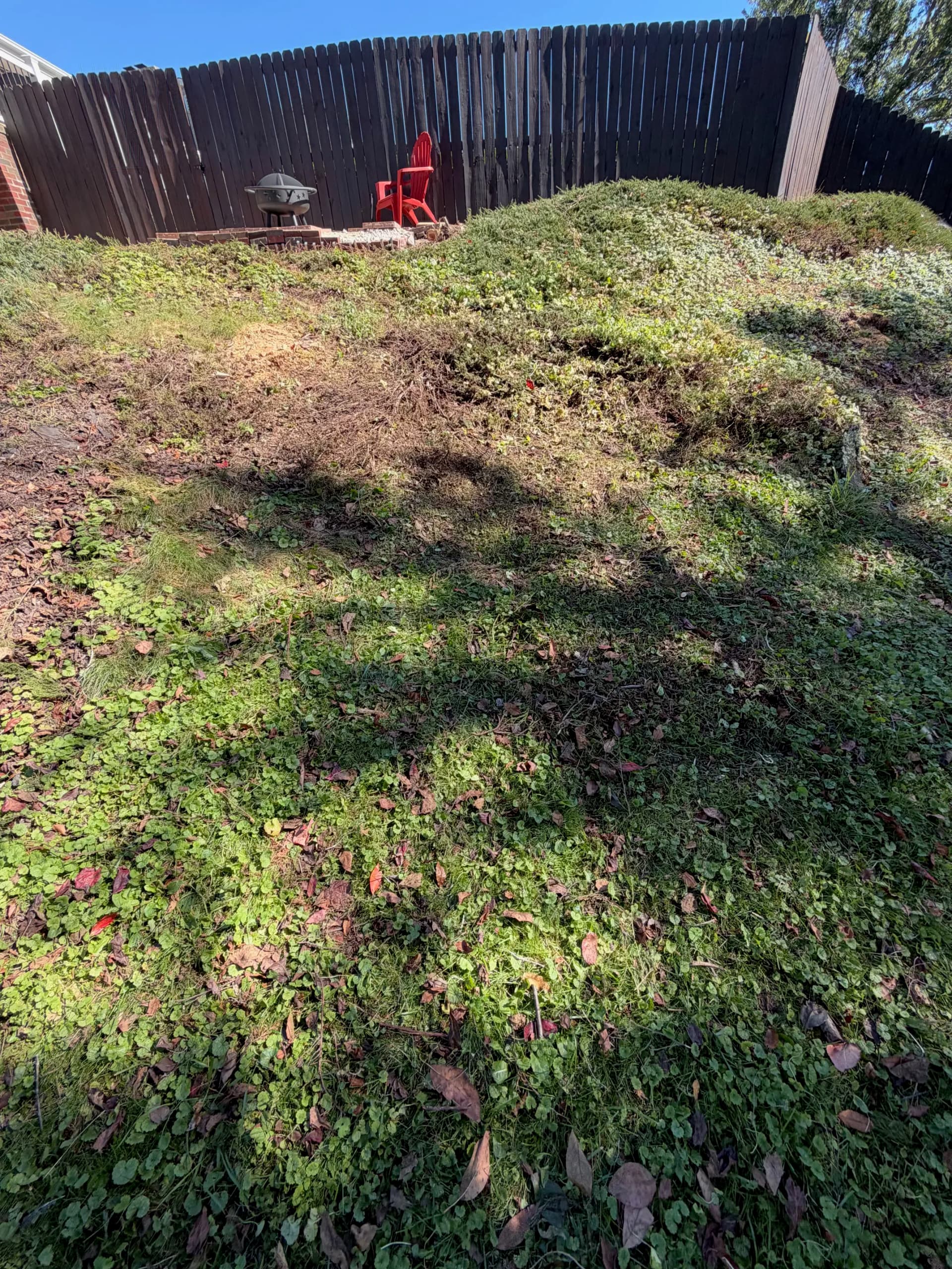 Brush Pile Removal Opens Up a Bridgeport Backyard