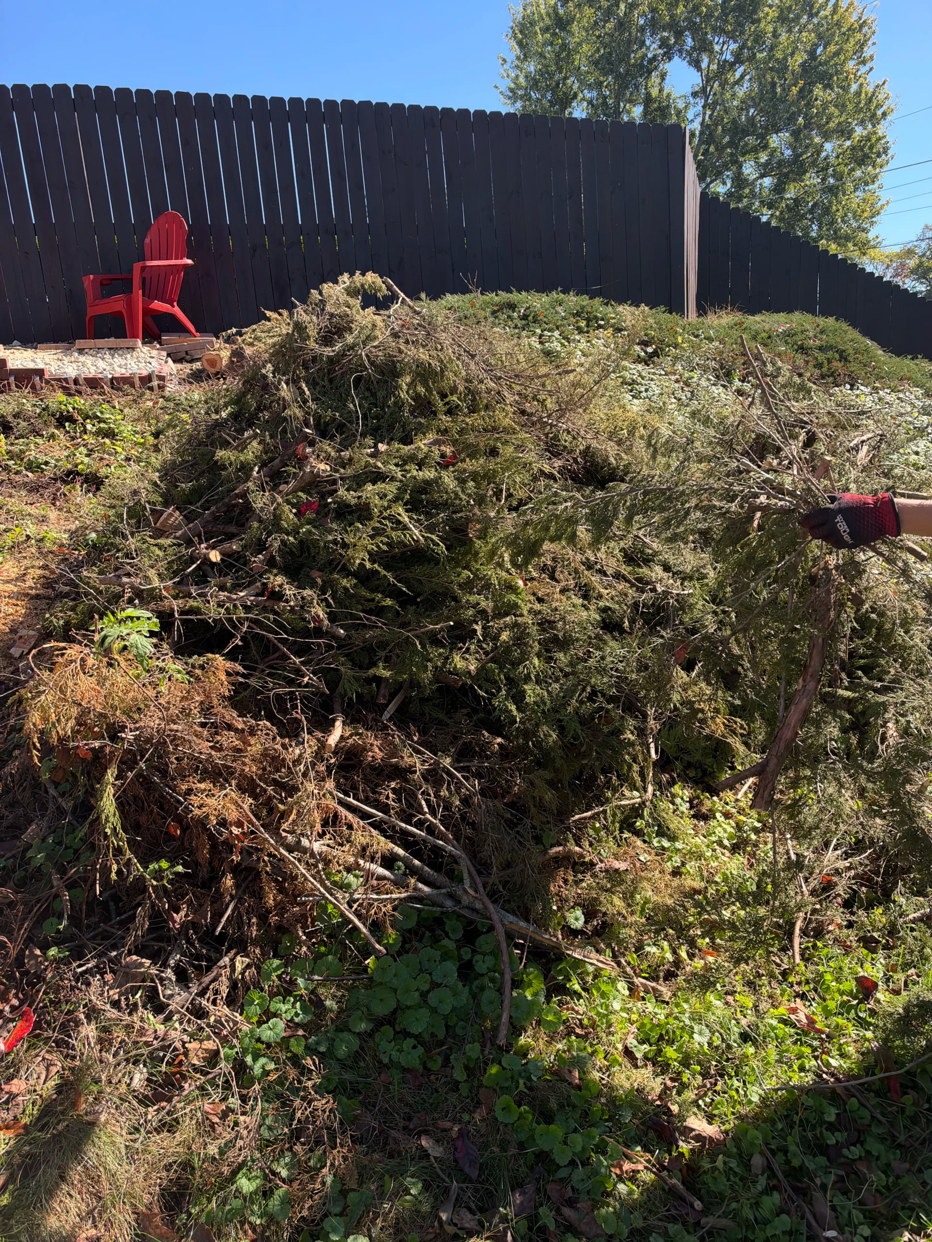 Brush Pile Removal Opens Up a Bridgeport Backyard